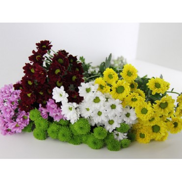 Хризантема, хризантема разноцветная