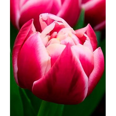 Голландский Пионовидный Тюльпан Columbus