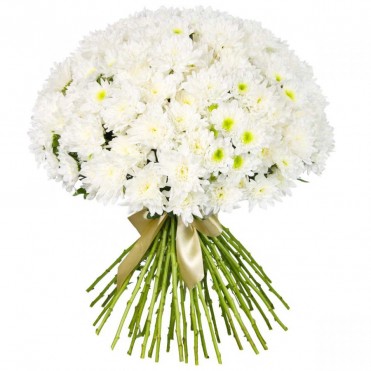 35 белая хризантема