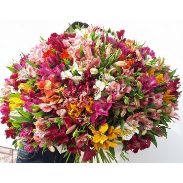 101 альстромерия микс