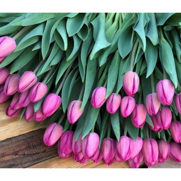 Голландский Тюльпан Barcelona фиолетово - розовый