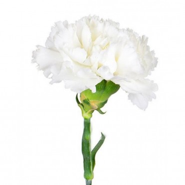 Гвоздика в ассортименте