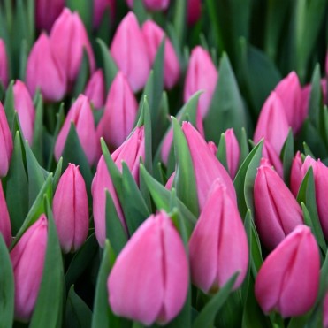 Голландский Тюльпан  Christmas dream ярко - розовый