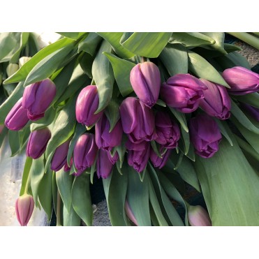 Голландский Тюльпан Purpool Fleck фиолетовый