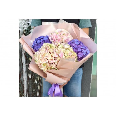 5 гортензии в ассортименте