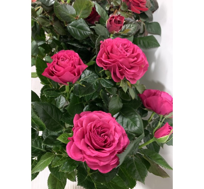 Троянда велика