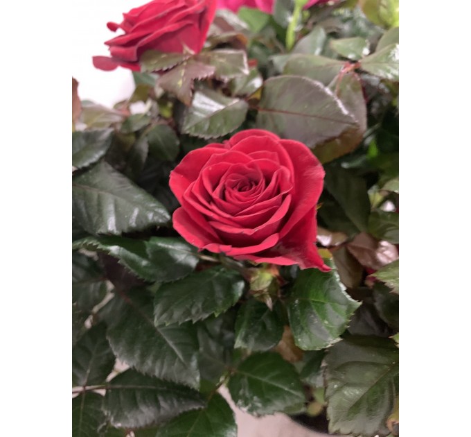 Троянда велика