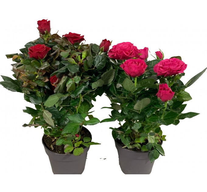 Троянда велика