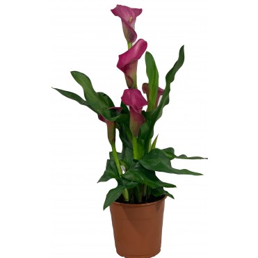 Калы в горшке