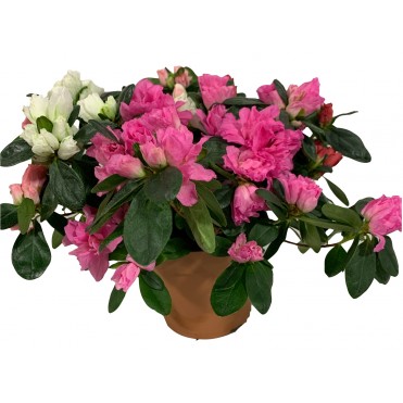 Азалія в горщику