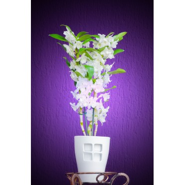 Дендробіум