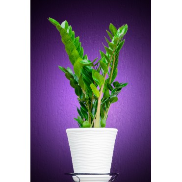 Заміакулькас