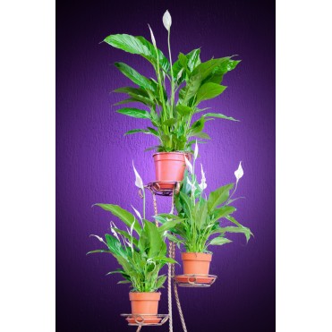 Спатіфілум