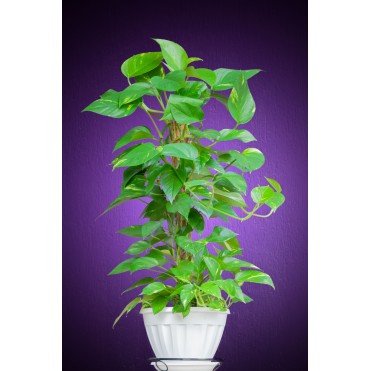 Сциндапсус