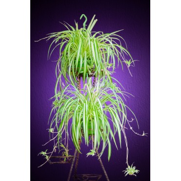 Хлорофитум