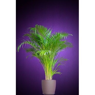 Рослина Пальма Арека