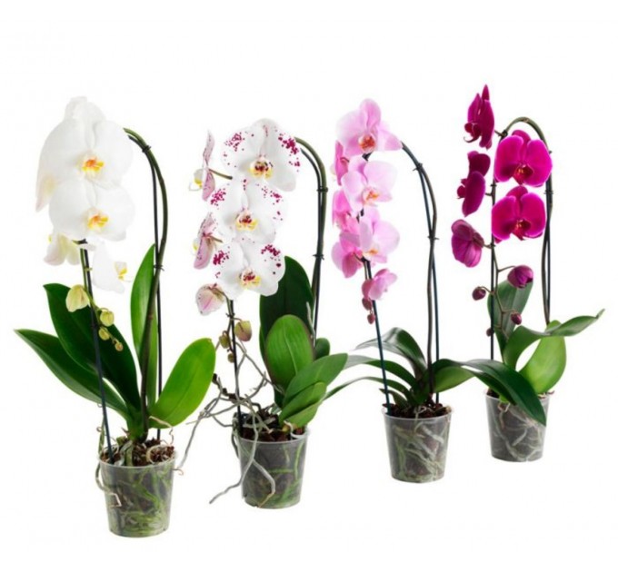 Орхідея дуга