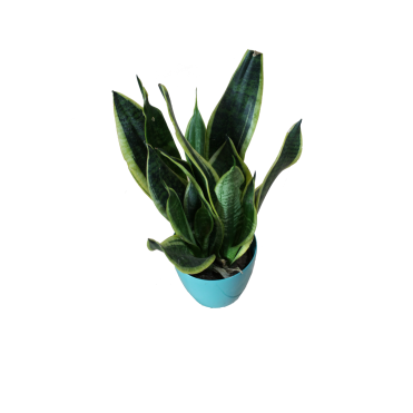 Сансіверія