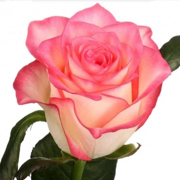 роза джамилия