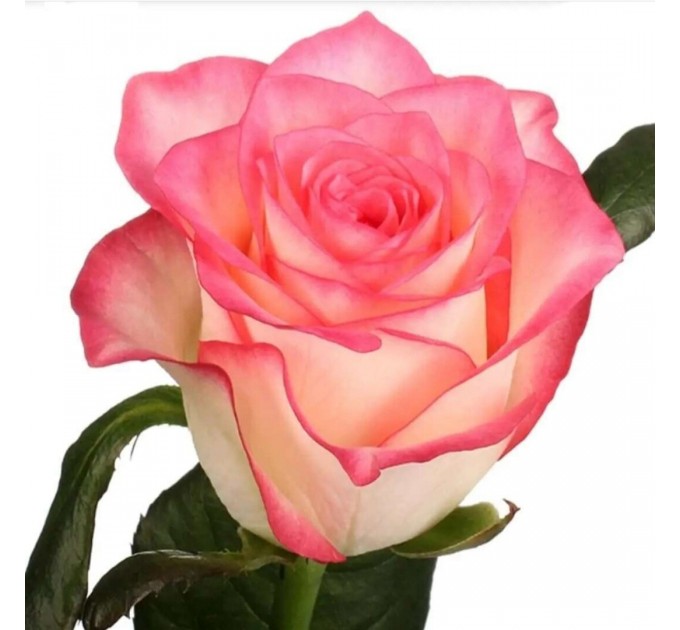 роза джамилия