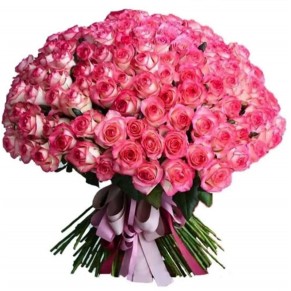 троянда джамілія