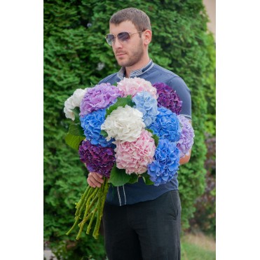 Букет із Гортензій 11шт. Букет із Гортензій 11шт.