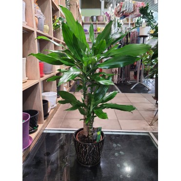 Вазон Драцена широколистяна