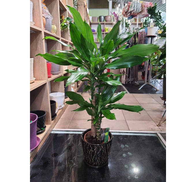 Вазон Драцена широколистяна