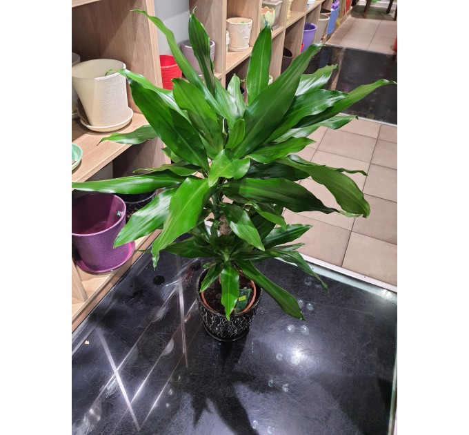 Вазон Драцена широколистяна