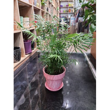 Вазон Хамадореа