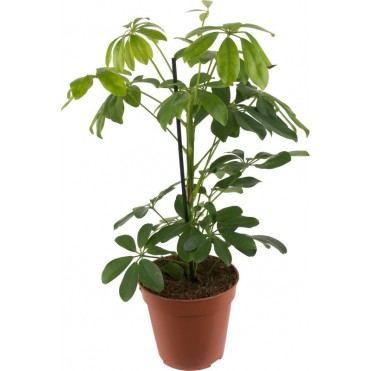 Комнатное растение "Шефлера"