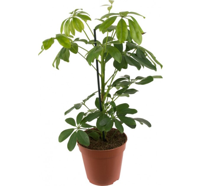 Комнатное растение "Шефлера"