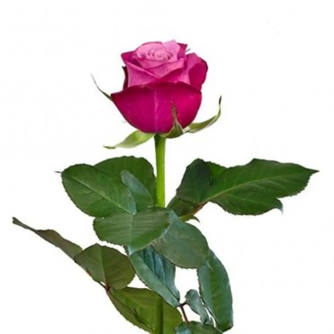 Цветы розы Принц перси