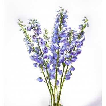 Дельфініум