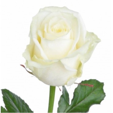 Роза Белуга