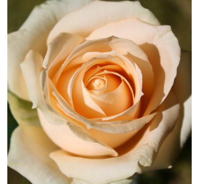 Роза Пич Аваланч