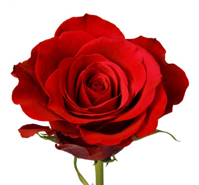 Роза Фридом - Эквадор