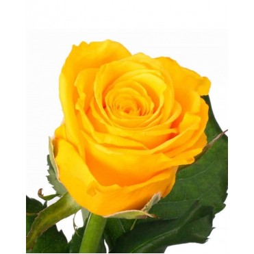 Роза Пенни Лейн