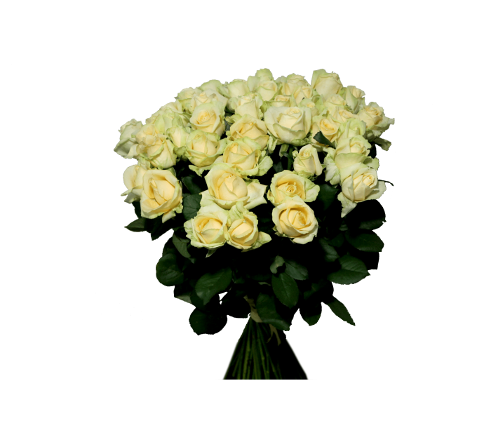 Роза Пич Аваланч