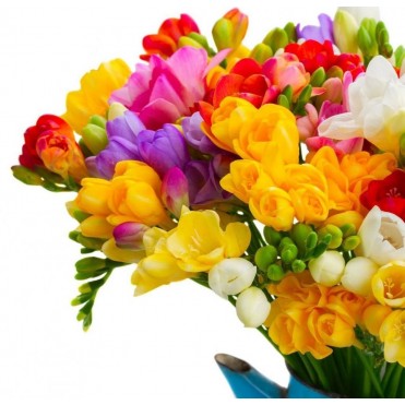 Фрезия белая