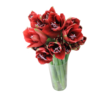 Гіпеаструм