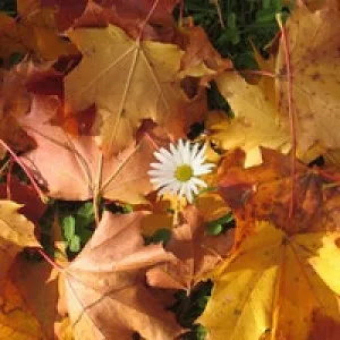 Осенние цветы - какие букеты дарят осенью?