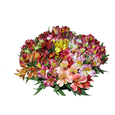 Альстромерия