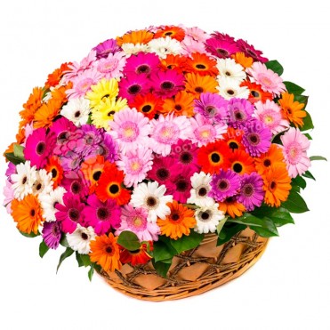 101 гербера мікс у кошику