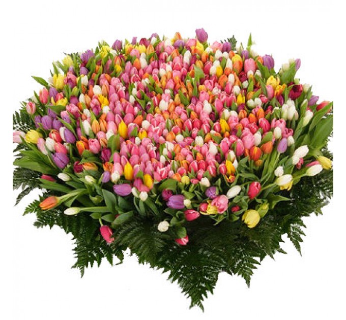 501 різнокольоровий тюльпан