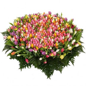 501 різнокольоровий тюльпан