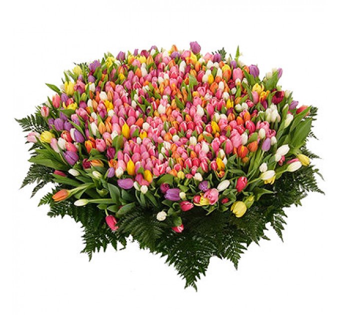 501 різнокольоровий тюльпан
