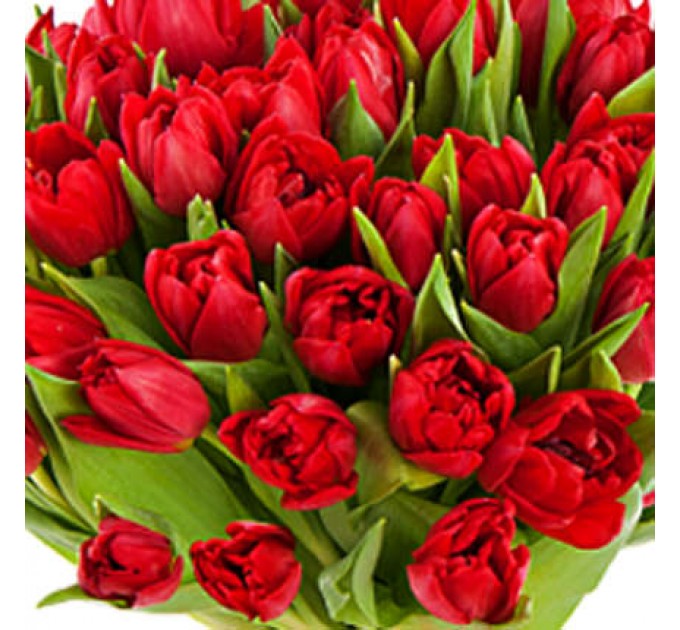 51 червоний тюльпан