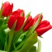 51 червоний тюльпан