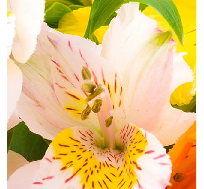 101 альстромерія